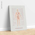 Menopause & Andropause – Hormonal Changes in Women & Men Anatomy Chart