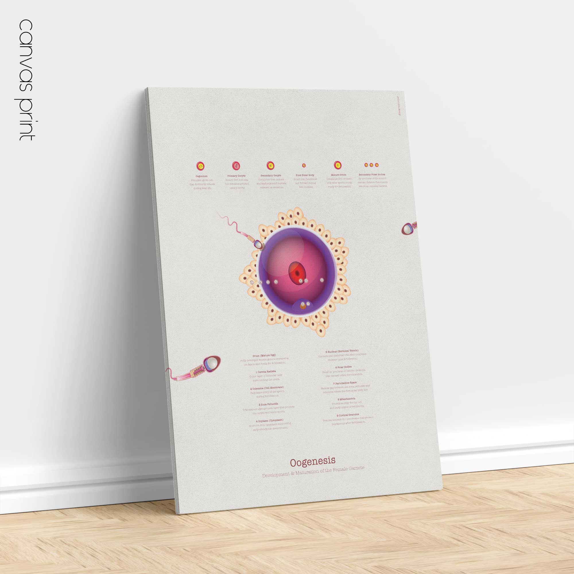Gametogenesis Anatomy Set – Spermatogenesis & Oogenesis Charts