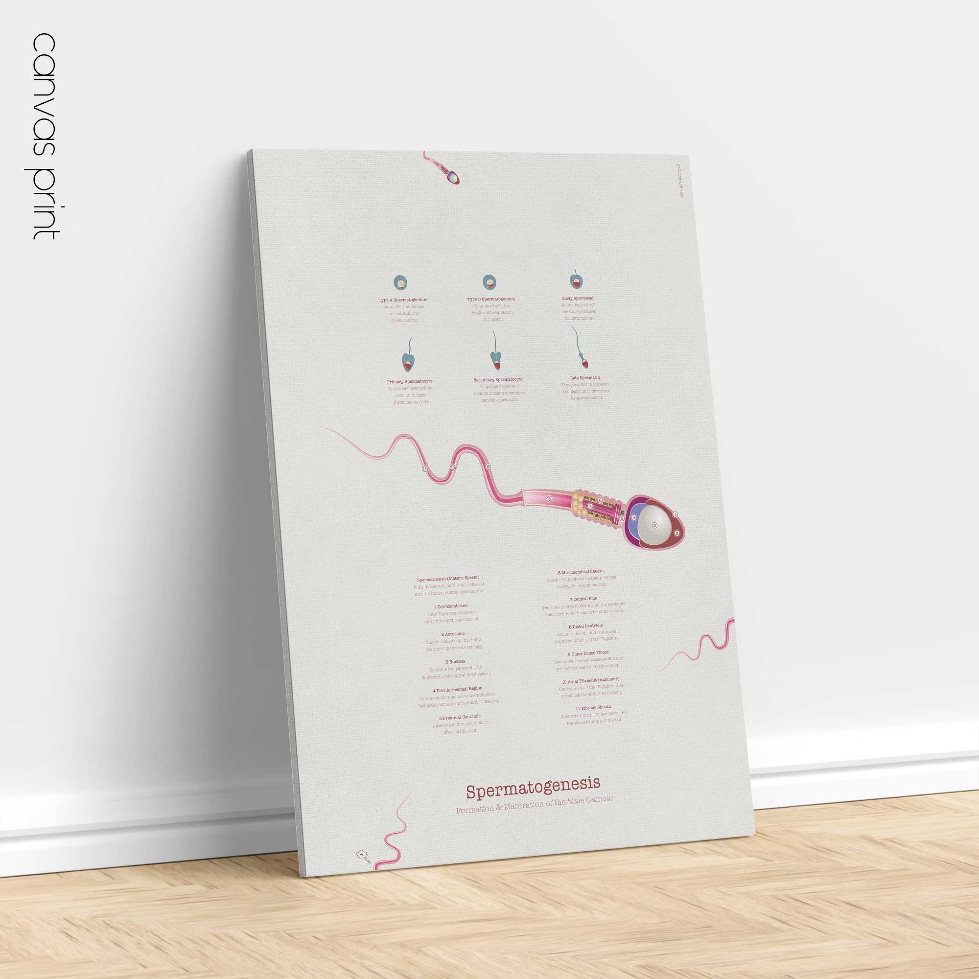 Gametogenesis Anatomy Set – Spermatogenesis & Oogenesis Charts