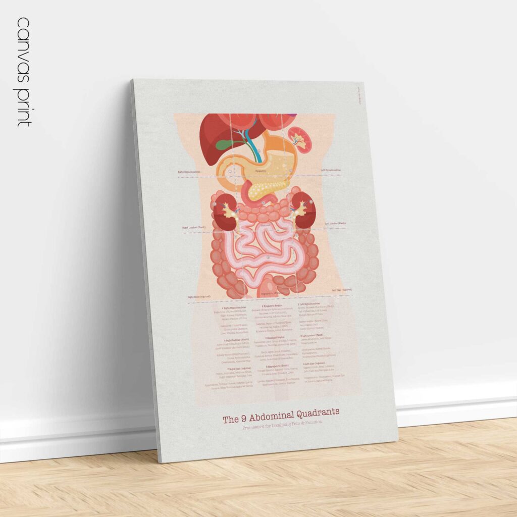 The 9 Abdominal Quadrants Anatomy Chart » educare.design