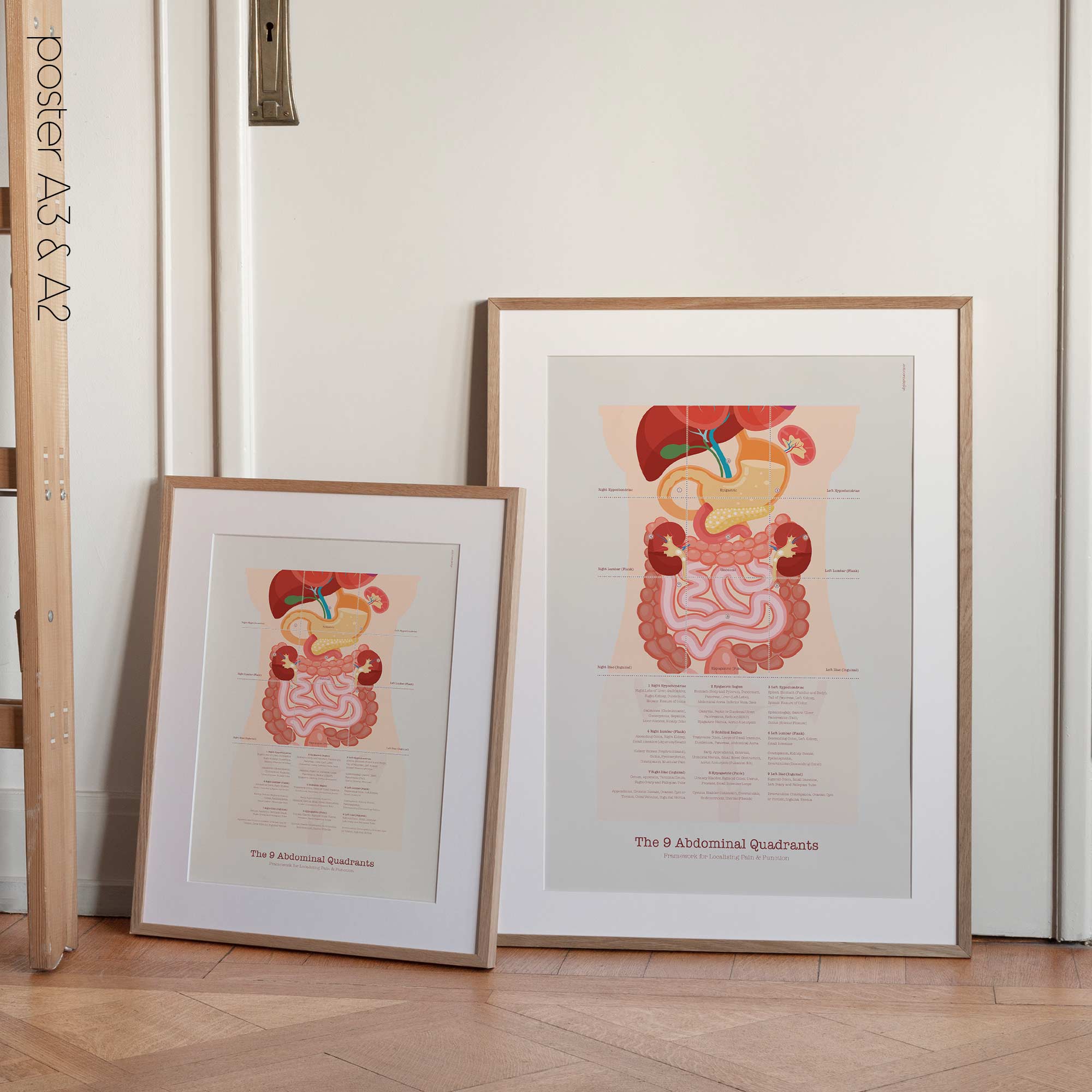 The 9 Abdominal Quadrants Anatomy Chart