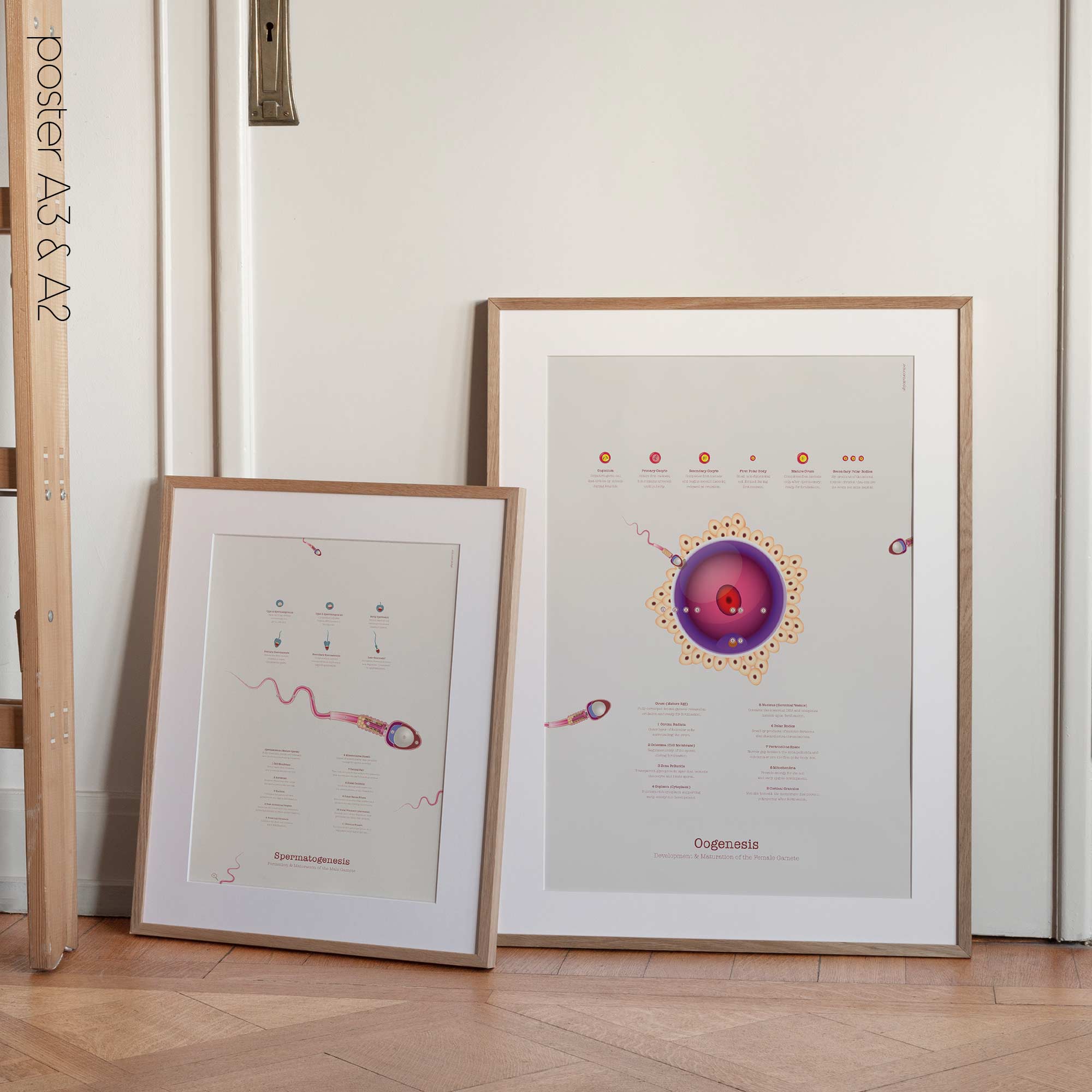 Gametogenesis Anatomy Set – Spermatogenesis & Oogenesis Charts