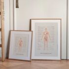 Menopause & Andropause – Hormonal Changes in Women & Men Anatomy Chart