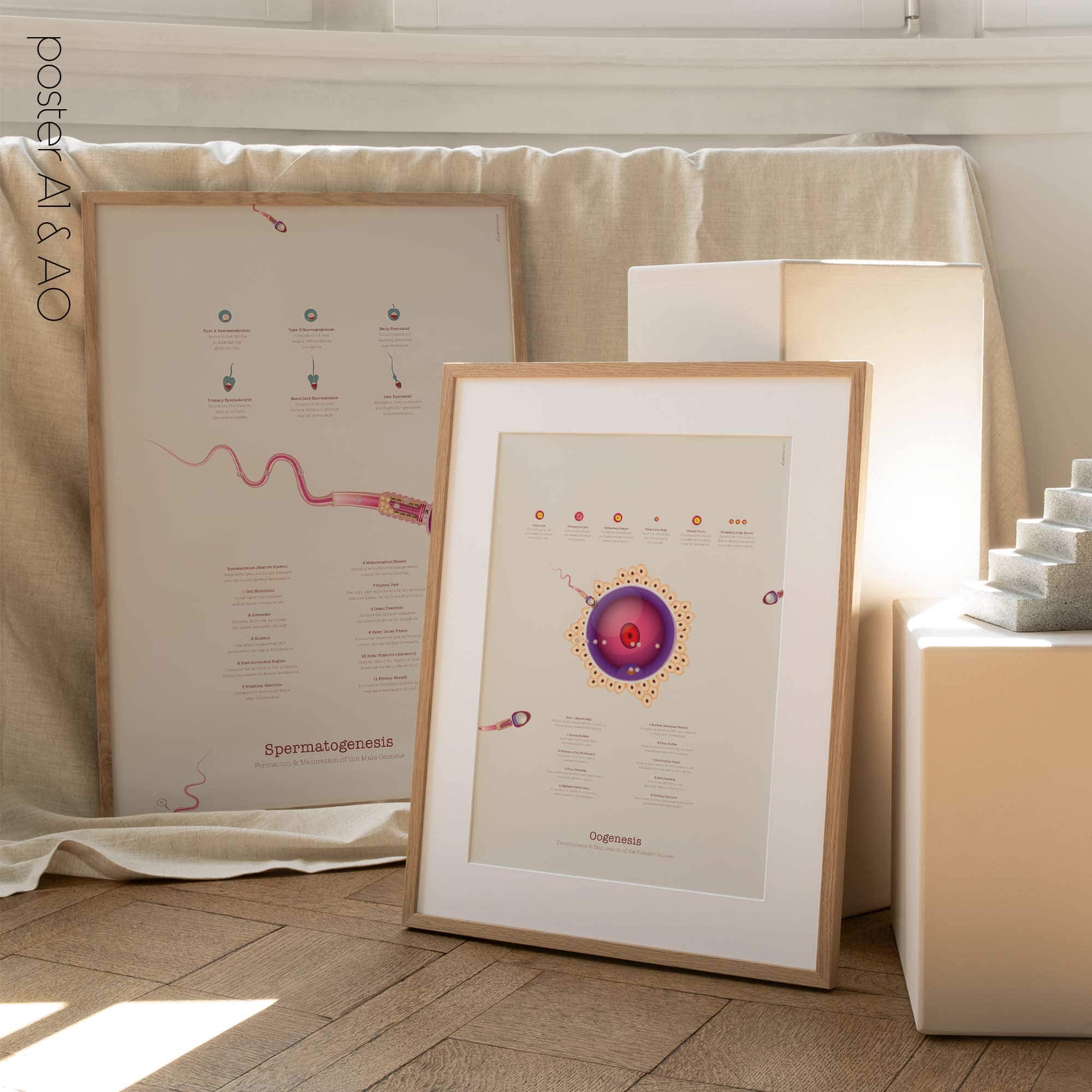 Gametogenesis Anatomy Set – Spermatogenesis & Oogenesis Charts