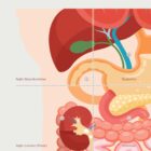 The 9 Abdominal Quadrants – educare.design The 9 Abdominal Quadrants Anatomy Chart