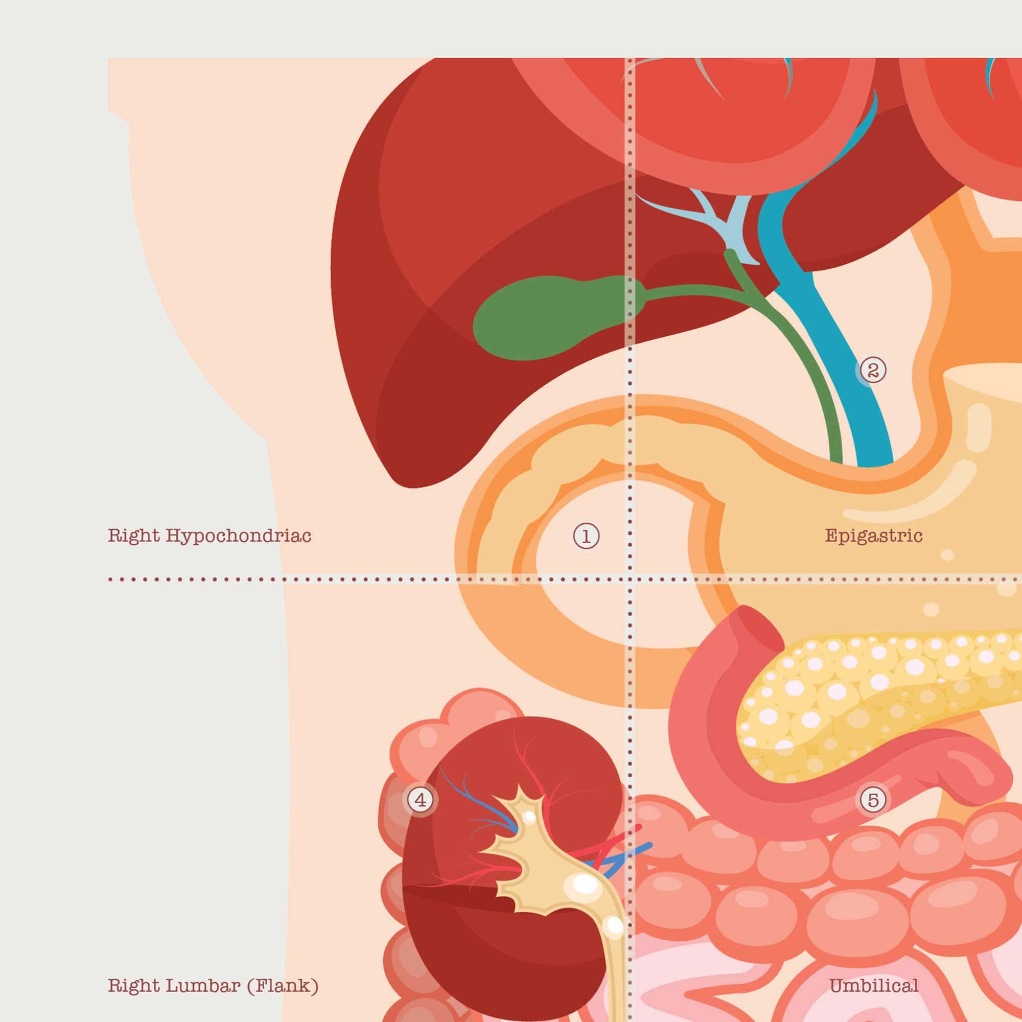 The 9 Abdominal Quadrants Anatomy Chart