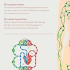 The Lymphatic System anatomy chart for clinics