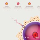 Gametogenesis Anatomy Set – Spermatogenesis & Oogenesis Charts