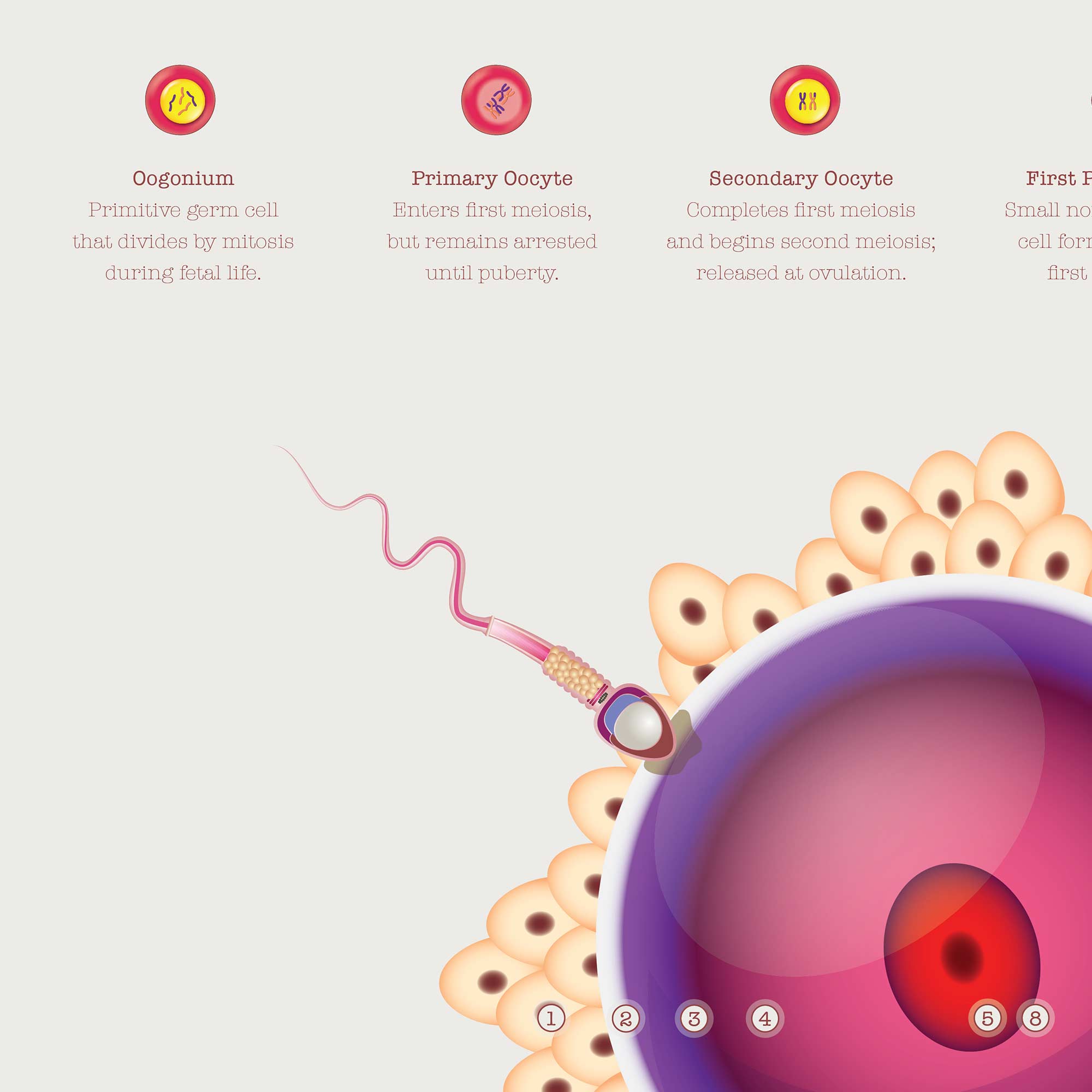 Gametogenesis Anatomy Set – Spermatogenesis & Oogenesis Charts