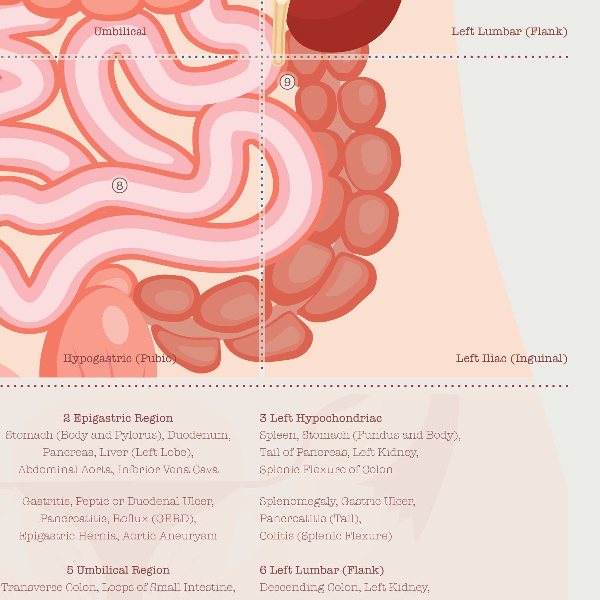 The 9 Abdominal Quadrants Anatomy Chart