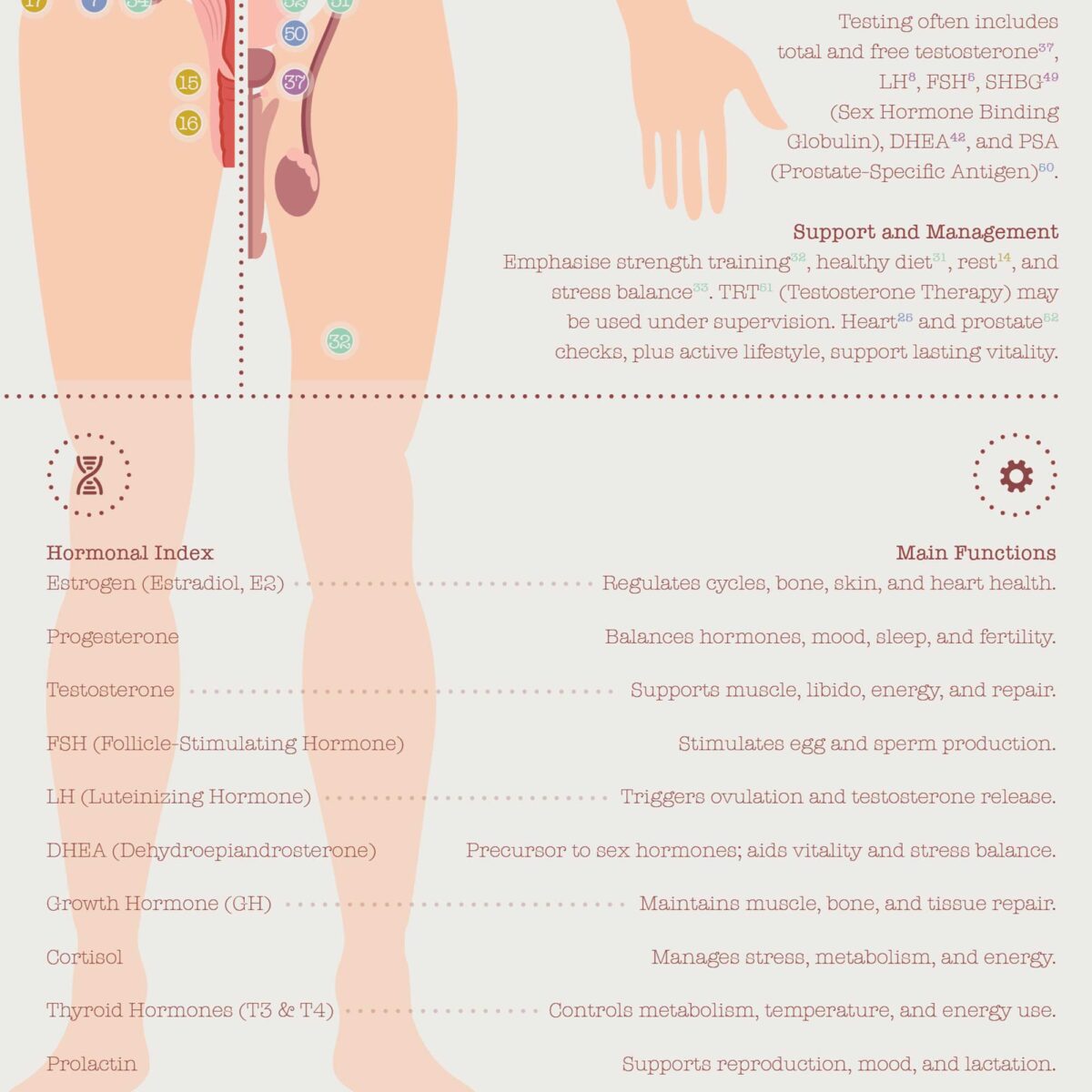 Menopause & Andropause – Hormonal Changes in Women & Men Anatomy Chart