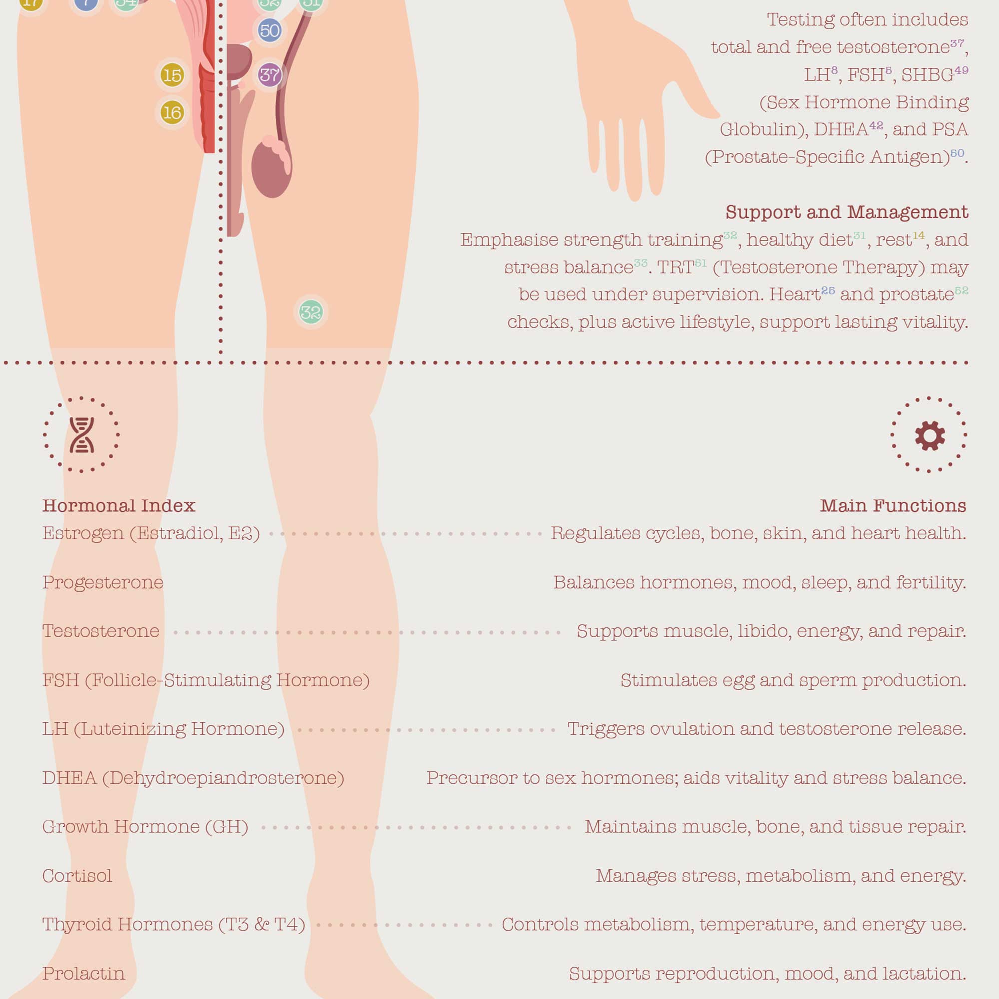 Menopause & Andropause – Hormonal Changes in Women & Men Anatomy Chart