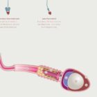Gametogenesis Anatomy Set – Spermatogenesis & Oogenesis Charts