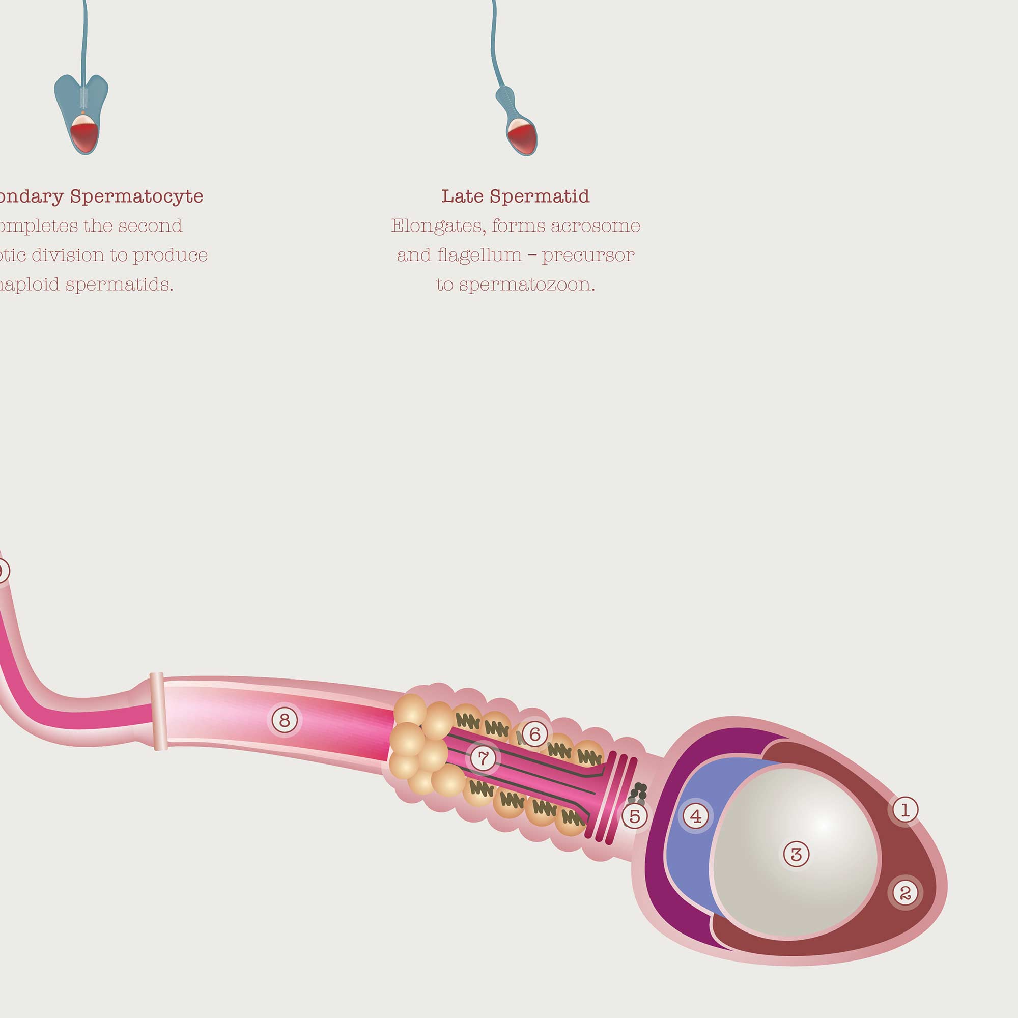 Gametogenesis Anatomy Set – Spermatogenesis & Oogenesis Charts