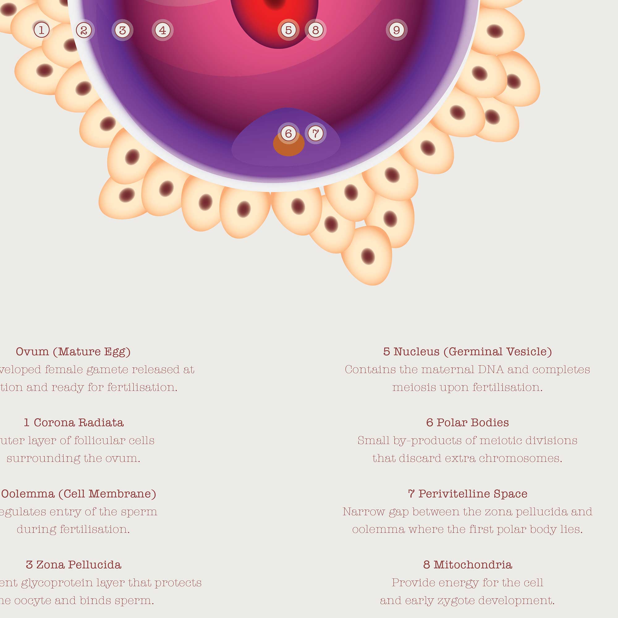 Gametogenesis Anatomy Set – Spermatogenesis & Oogenesis Charts