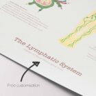 The Lymphatic System anatomy chart for clinics
