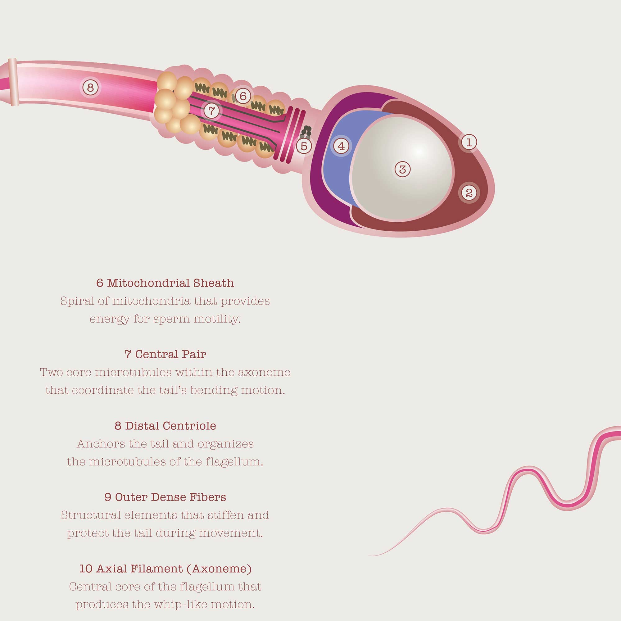 Gametogenesis Anatomy Set – Spermatogenesis & Oogenesis Charts