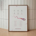 Gametogenesis Anatomy Set – Spermatogenesis & Oogenesis Charts