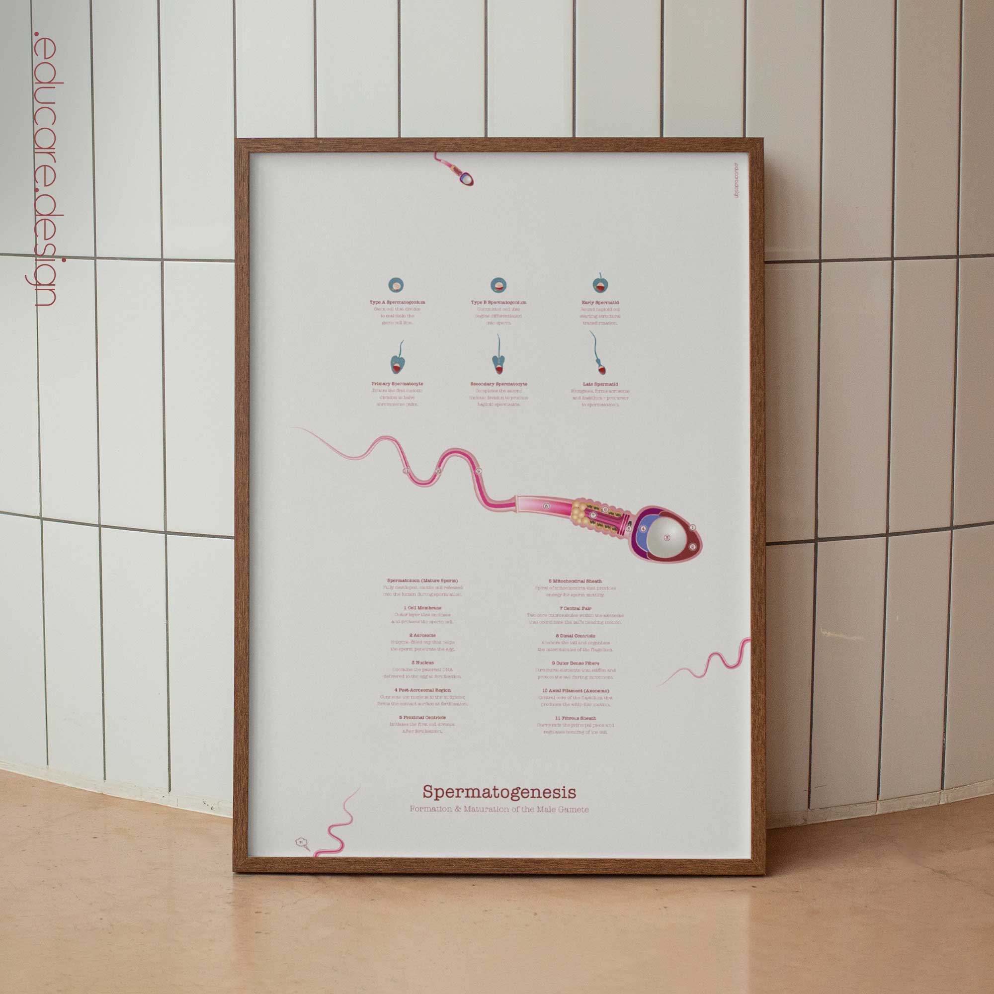 Gametogenesis Anatomy Set – Spermatogenesis & Oogenesis Charts