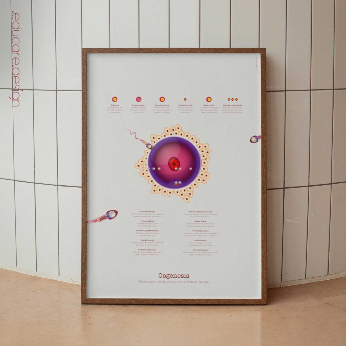 Gametogenesis Anatomy Set – Spermatogenesis & Oogenesis Charts