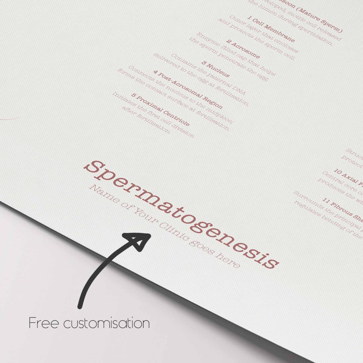 Gametogenesis Anatomy Set – Spermatogenesis & Oogenesis Charts