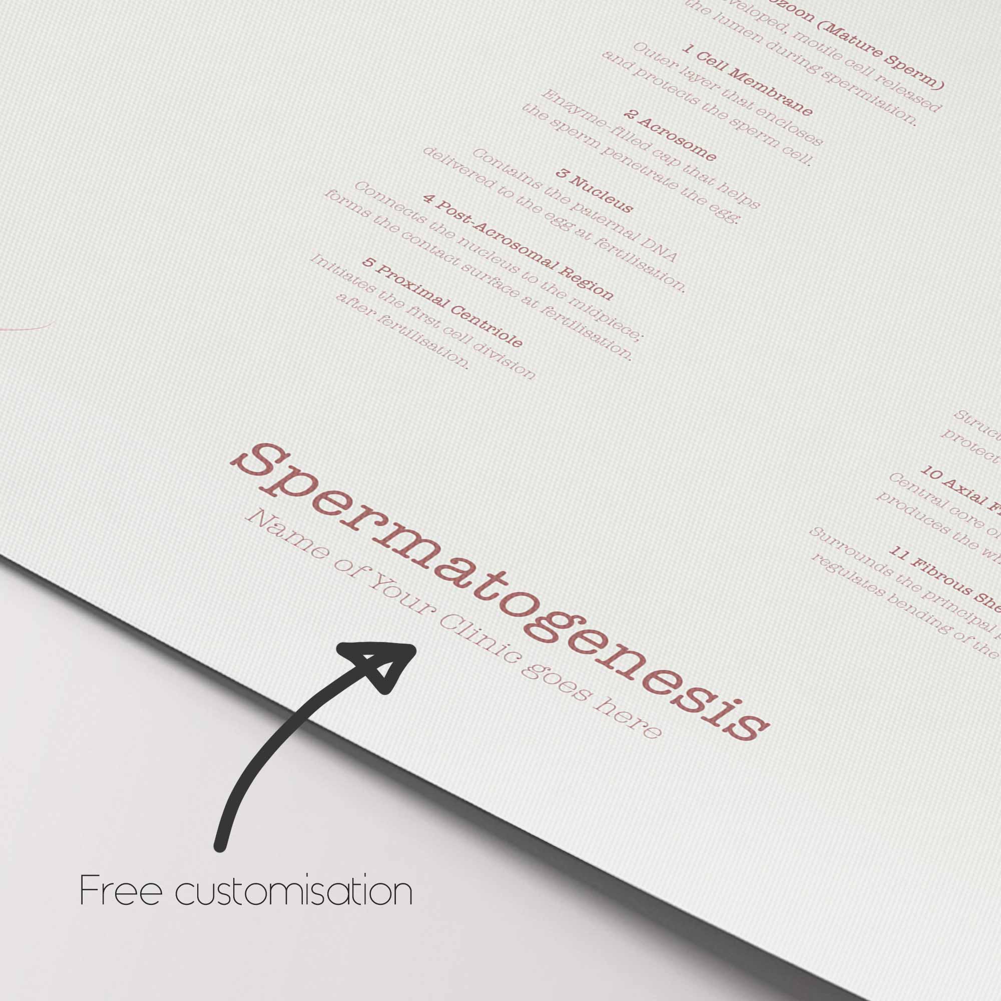 Gametogenesis Anatomy Set – Spermatogenesis & Oogenesis Charts