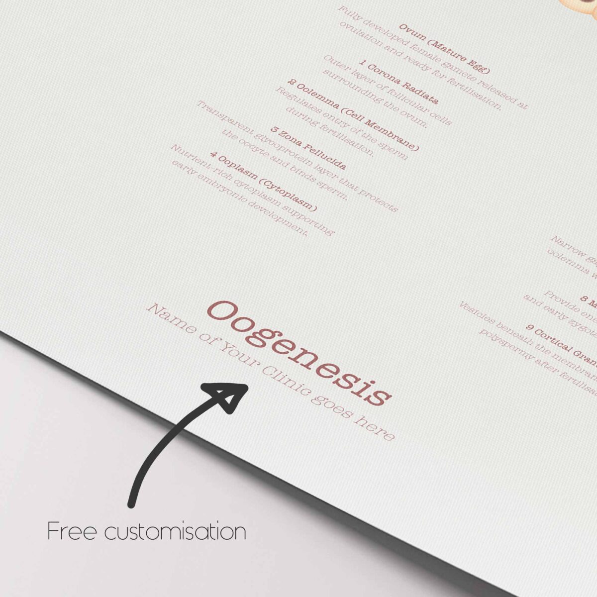 Gametogenesis Anatomy Set – Spermatogenesis & Oogenesis Charts