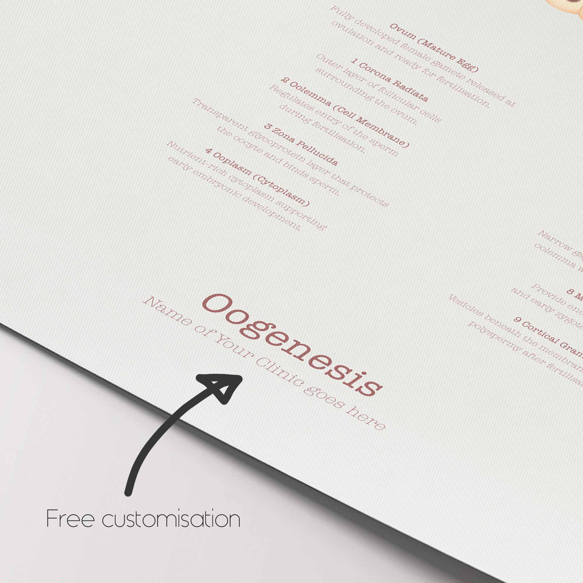 Gametogenesis Anatomy Set – Spermatogenesis & Oogenesis Charts