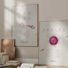 Gametogenesis Anatomy Set – Spermatogenesis & Oogenesis Charts