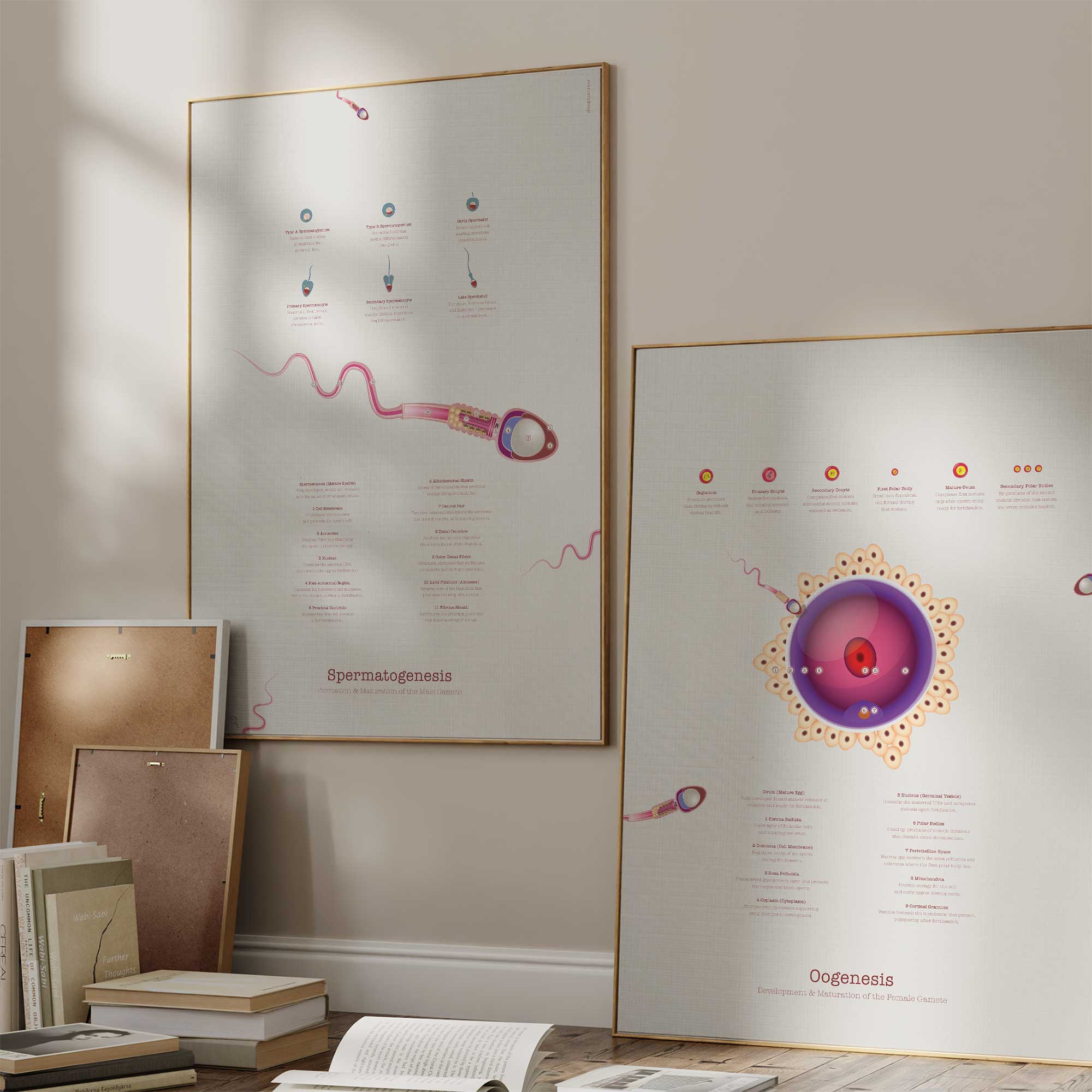 Gametogenesis Anatomy Set – Spermatogenesis & Oogenesis Charts