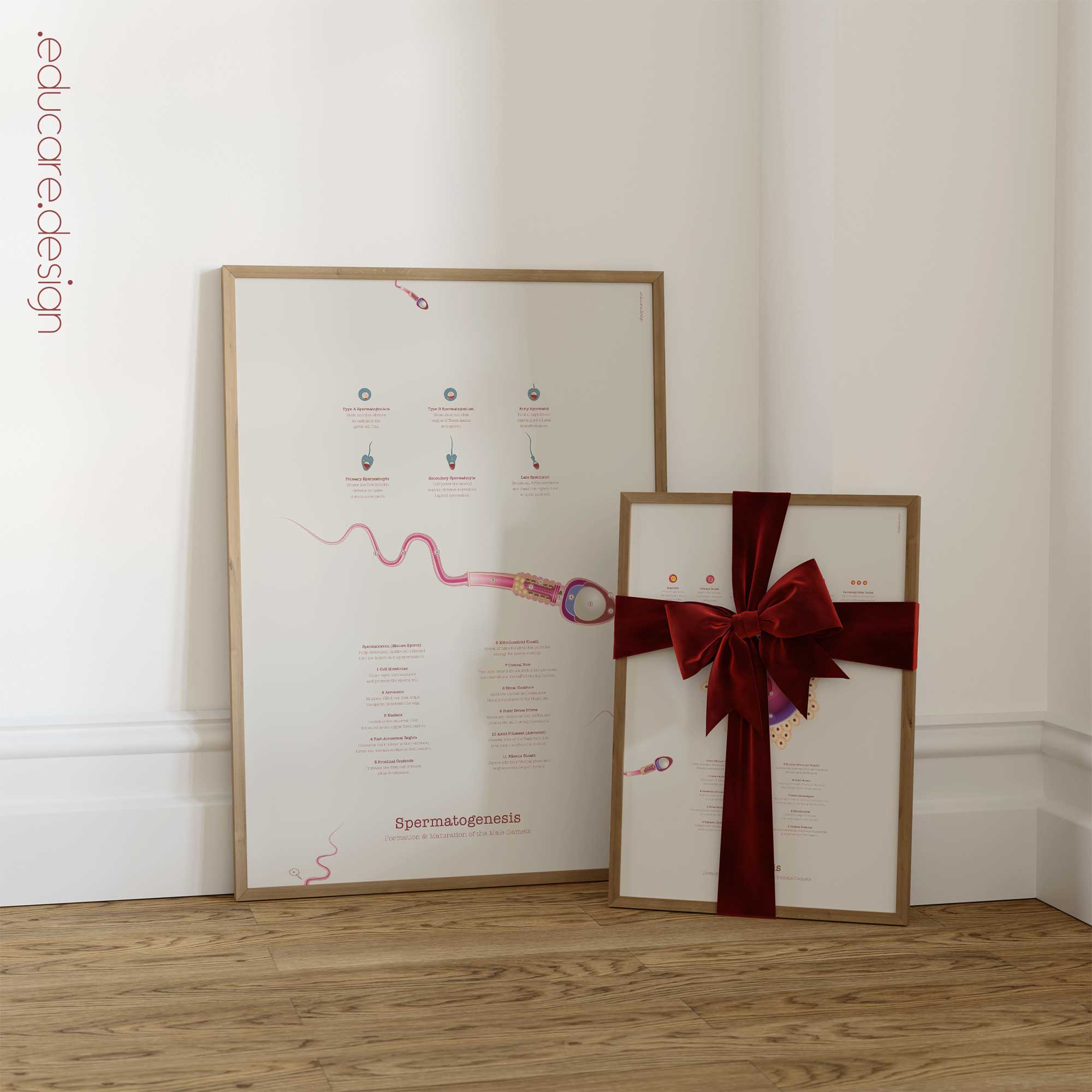 Gametogenesis Anatomy Set – Spermatogenesis & Oogenesis Charts