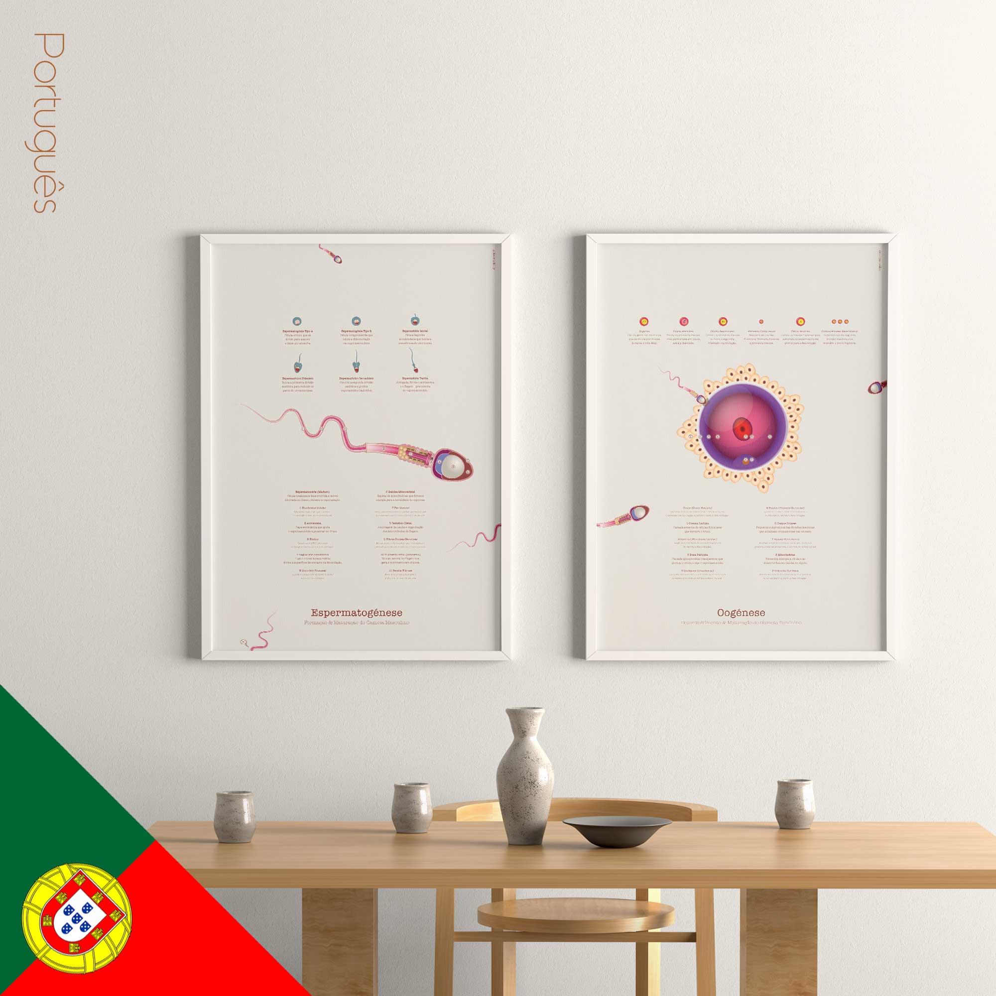 Gametogenesis portuguese