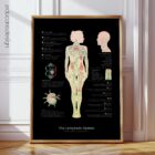 The Lymphatic System anatomy chart for clinics
