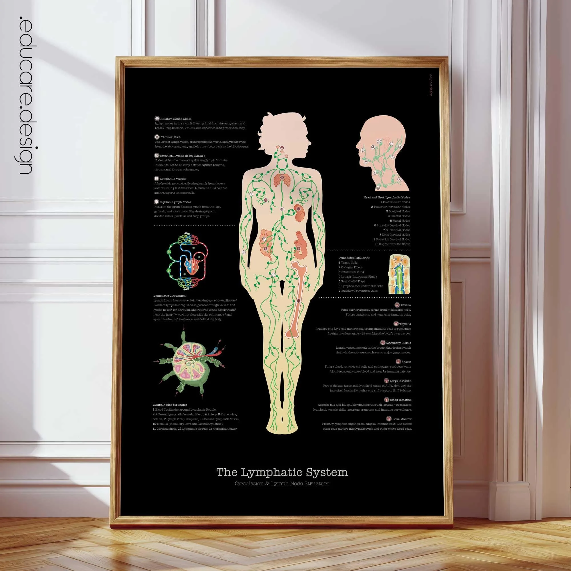 Lámina anatómica moderna del sistema linfático con circulación y ganglios. Ideal para clínicas y enseñanza médica.