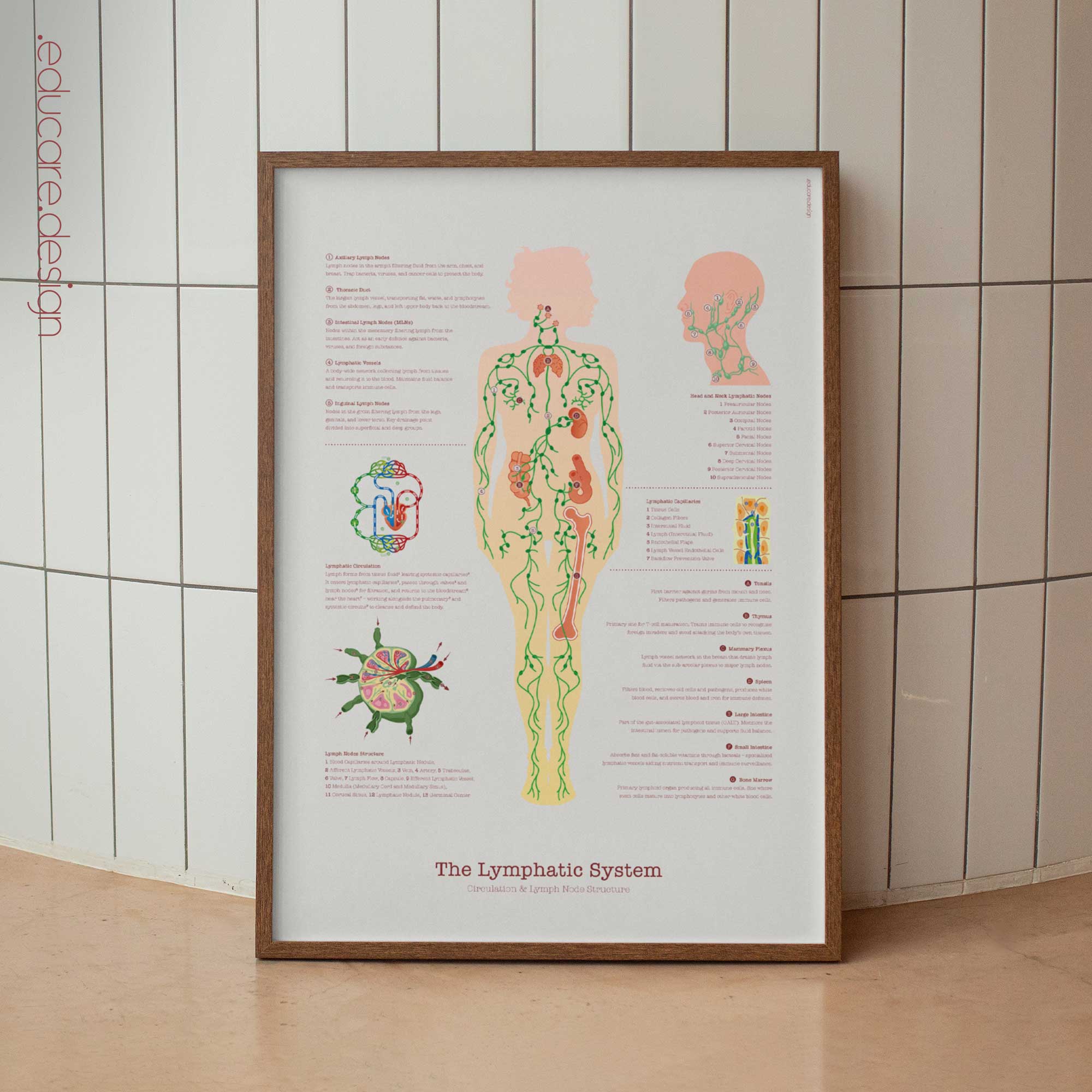 The Lymphatic System anatomy chart for clinics