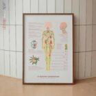Le Système Lymphatique planche anatomique pour cabinets et cliniques