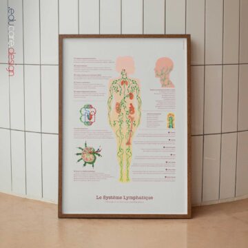 Lymphatic System Anatomy Chart with Circulation and Lymph Node Structure