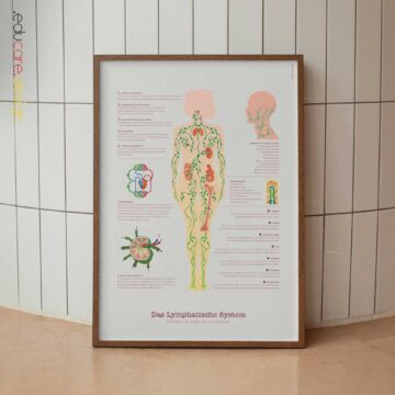 Lymphatic System Anatomy Chart with Circulation and Lymph Node Structure