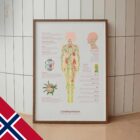 Lymfesystemet anatomidiagram for klinikker