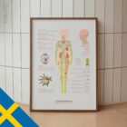 Lymfsystemet anatomidiagram för kliniker