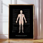 Menopause & Andropause – Hormonal Changes in Women & Men Anatomy Chart