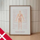 Menopause & Andropause – Hormonal Changes in Women & Men Anatomy Chart