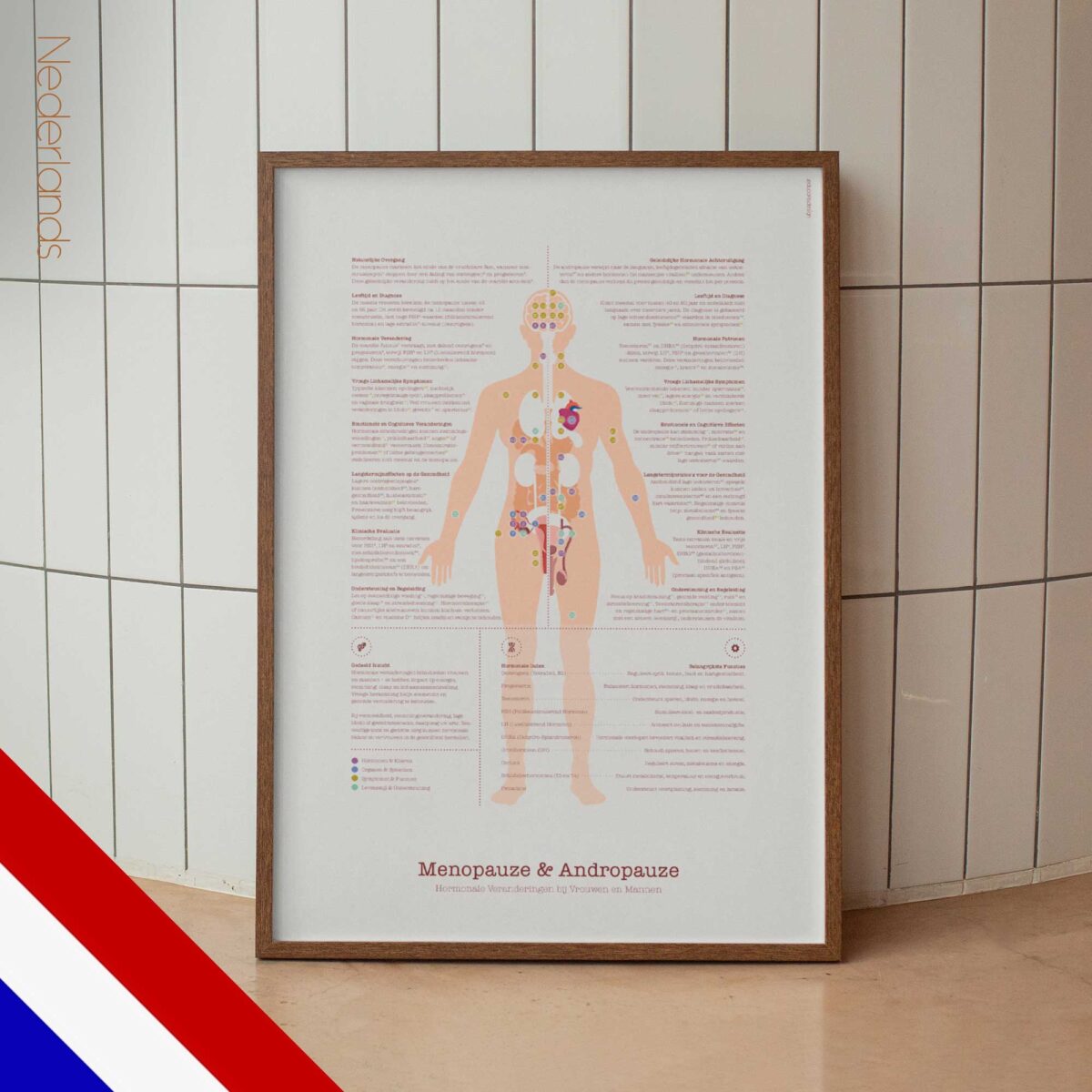 Menopause & Andropause – Hormonal Changes in Women & Men Anatomy Chart
