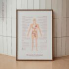 Menopause & Andropause – Hormonal Changes in Women & Men Anatomy Chart