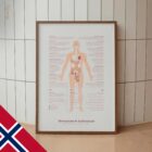 Menopause & Andropause – Hormonal Changes in Women & Men Anatomy Chart