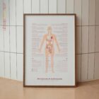 Menopause & Andropause – Hormonal Changes in Women & Men Anatomy Chart