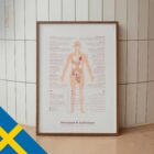 Menopause and Andropause — Anatomy Chart