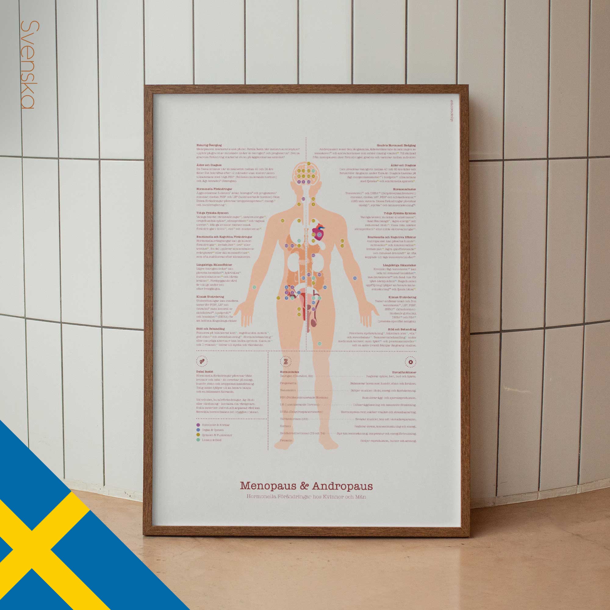 Menopause and Andropause — Anatomy Chart