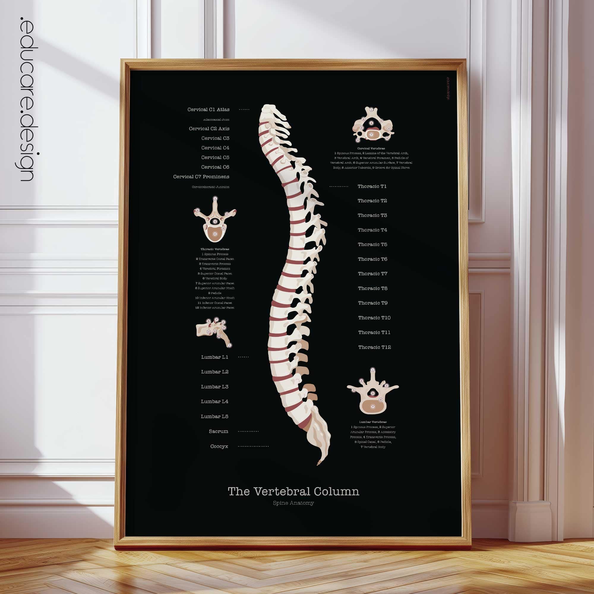 Vertebral Column Anatomy Chart, Black Edition