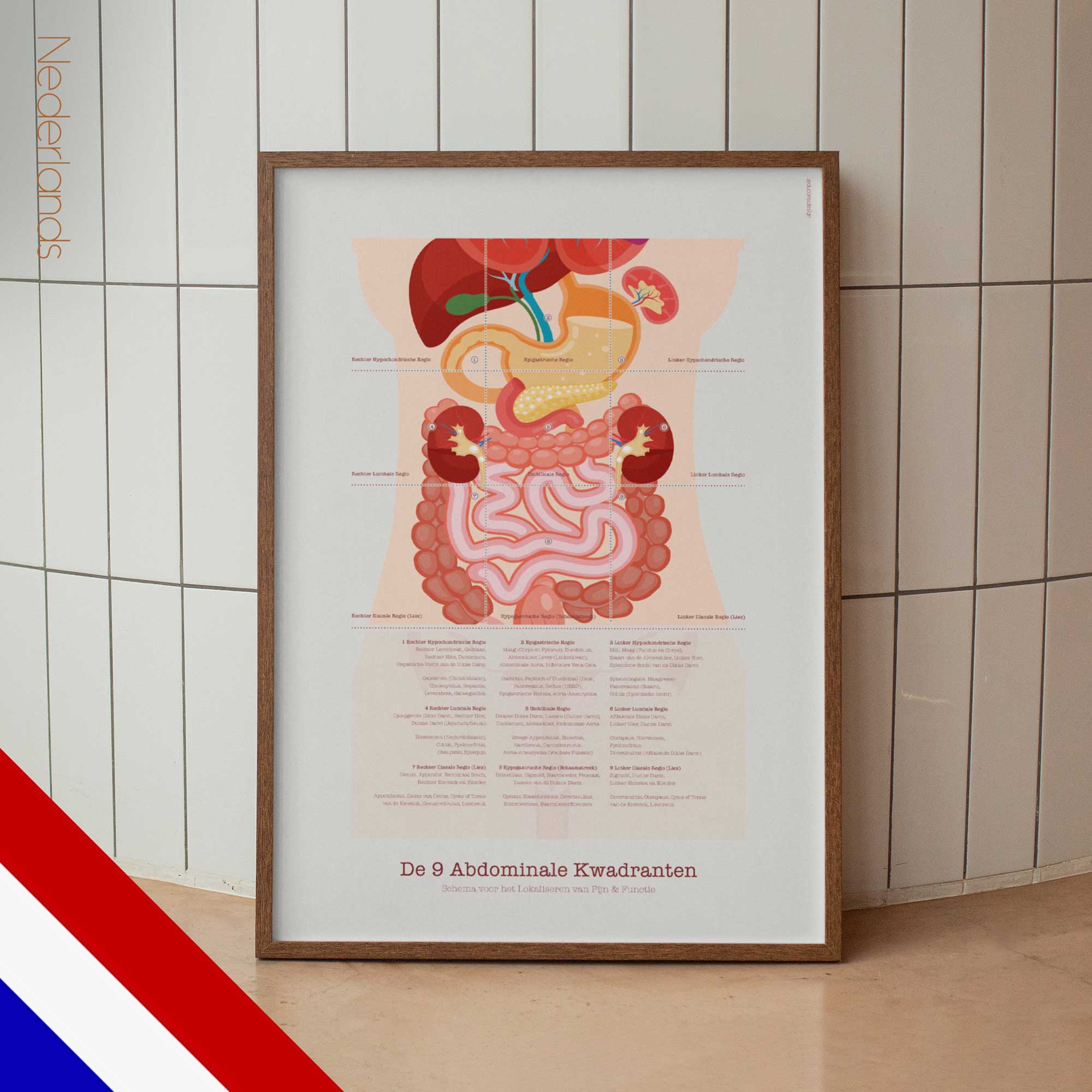 The 9 Abdominal Quadrants – educare.design The 9 Abdominal Quadrants Anatomy Chart